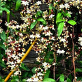 Smithianum Clerodendrum Wallichii Live Plant, 4-9" Tall Starter by TANKDA
