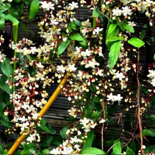 Smithianum Clerodendrum Wallichii Live Plant, 4-9" Tall Starter by TANKDA