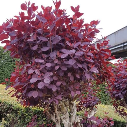 2 Purple Smoke Tree Plants Live, 6-12 Inch Tall in 4" Pot, Royal Purple Foliage Ornamental Shrub, Cold-Hardy Decorative Plant for Sun - Image 5