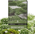 Outsidepride Irish Moss Ground Cover Seeds - 5000 Pcs Perennial Low Growing, Mat-Forming Lawn Alternative, Outdoor Ground Cover Seeds with Shade Tolerance, Ideal for Pathways and Rock Gardens by Outsidepride