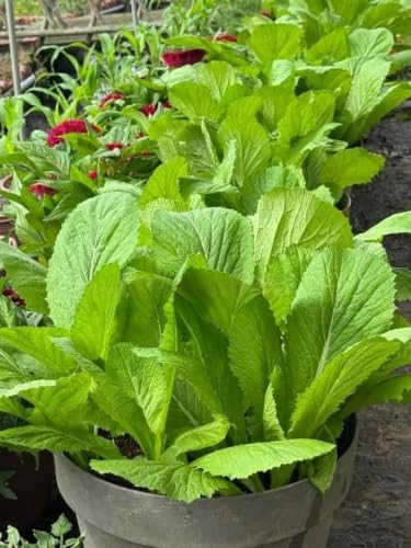 Broadleaf Mustard Green Seeds for Planting - Brassica Juncea - Image 3