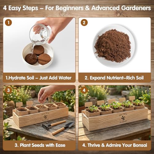 Bonsai Tree Starter Kit for Beginners 5 Unique Indoor Plants - Image 3