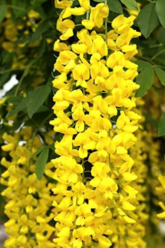 Golden Chain Tree Seeds for Planting (8 Seeds) - Great for Bonsai by CZGrain