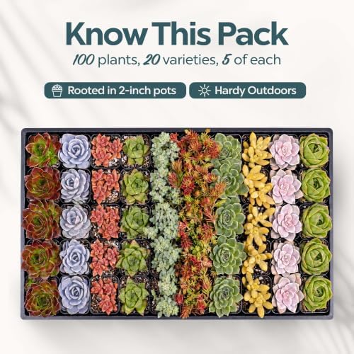 Mountain Crest Gardens Live Succulent Plant Bulk Assortment | 100 Mini Potted Succulents in 2 Inch Pots | Assorted Live Plants for Wedding Favors, DIY Crafts, Gifts, Centerpieces and Home Decor - Image 2