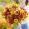 Eden Brothers Fiery Flower Mixed Seeds for Planting, 1/4 lb, 120,000+ Seeds with Zinnia Scarlet Flame, Plains Coreopsis | Attracts Pollinators, Plant in Spring or Fall, Zones 3, 4, 5, 6, 7, 8, 9, 10 by EdenBrothers