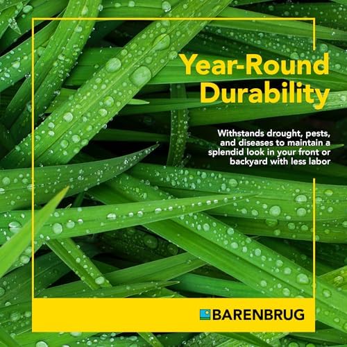 Barenbrug Wonderlawn Hardy Lawn Grass Seed for Lawns, Fast-Acting Durable Grass Seed Mix for All Weather Conditions, 3-lb. Bag - Image 3