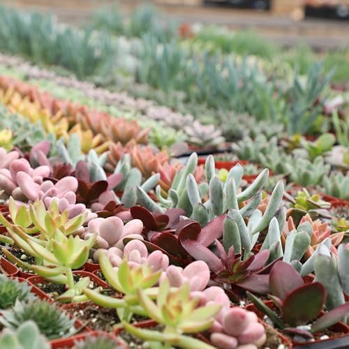 Live Succulents Plant Pack (6-Pack), Real Succulent Plants & Mini Plants for Beginners, Live House Plants, Mini Succulents, Outdoor & Indoor Plants, Live Plants in 2" Grower Pots by Plants for Pets - Image 4