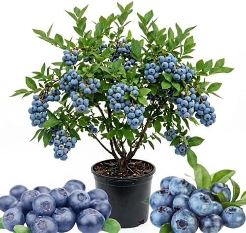 Austin Blueberry Live Plant, Hardy Fruit Bush, 1-2 Ft Tall, Gallon Pot by Unknown