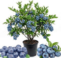 Austin Blueberry Live Plant, Hardy Fruit Bush, 1-2 Ft Tall, Gallon Pot by Unknown