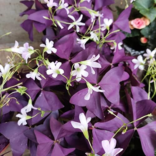 12PCS Purple Shamrocks Bulbs Good Luck Plant Purple Oxalis Bulbs for Planting Grows Indoor or Outdoor Oxalis Triangularis Bulb The Novice - Image 6