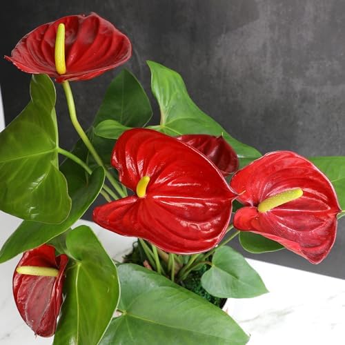 6" Red Anthurium Live Plant Decor, Live House Plants, Anthuriums Live Plants Indoor Plants Live Houseplants, Real Plants Indoor Live Plants, Easy Plant Lover Gifts for Plant Lovers by Plants for Pets - Image 6