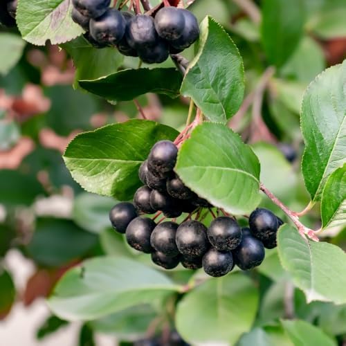 Live Black Chokeberry Plant, Bare Root - 12-16 Inch Tall Plants - Image 7