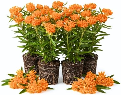 4 Orange Milkweed Asclepias Live Plants, Native Flower Plant, 4-9 Inch Tall by UIOTER