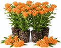 4 Orange Milkweed Asclepias Live Plants, Native Flower Plant, 4-9 Inch Tall by UIOTER
