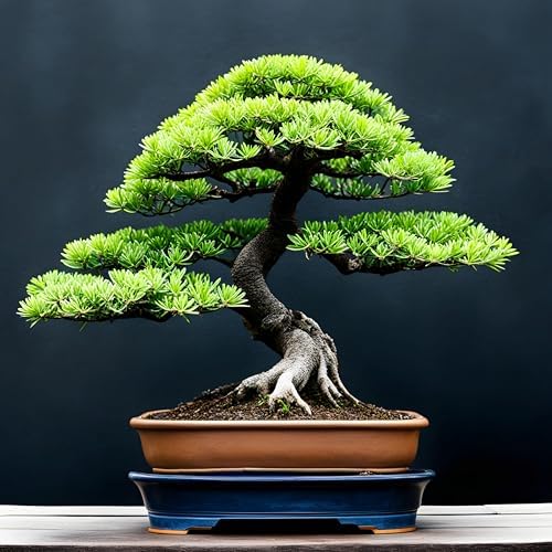 30 Japanese Larch Bonsai Tree Seeds for Planting by CZGrain