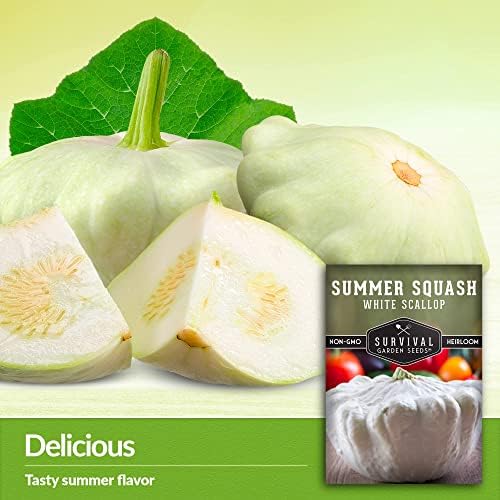 White Scallop Patty Pan Squash Seeds for Planting (2 Packs) - Image 4