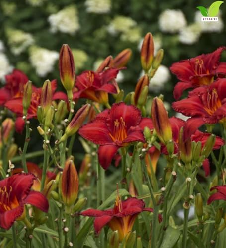 Votaniki Chicago Apache Daylily Bare Root Perennial Plant Scarlet Red Flowers with Yellow Watermark for Full Sun Borders Containers Mass Planting and Pollinator Gardens - Image 4