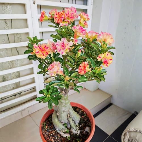 Random Desert Rose Live Plant, Patio Container Succulent, 4-8 Inch Tall - Image 6