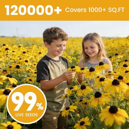 120000+ Black Eyed Susan Seeds for Planting, Heirloom Rudbeckia Hirta Wildflower Seeds for Outdoor Gardens, Pollinator Beds, Borders & Containers, Attracts Bees and Butterflies - Image 3