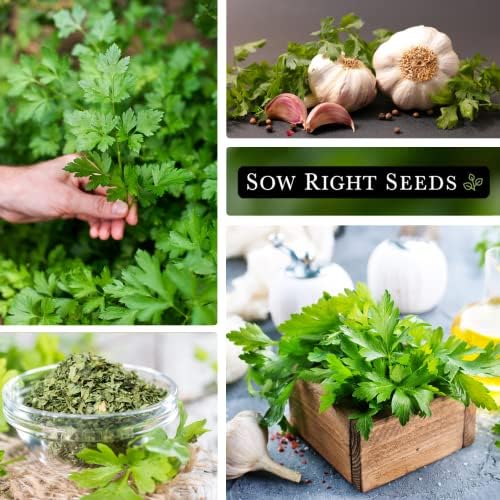 Sow Right Seeds - Flat Leaf Italian Parsley Seed for Planting Herbs 3pk - Image 4