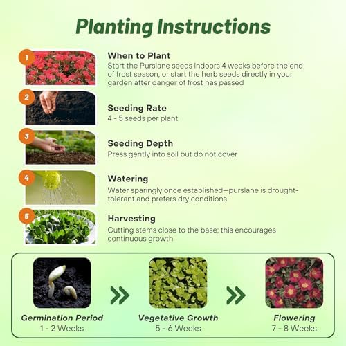 Outsidepride Scarlet Purslane Seeds for Planting - 100 Pcs Annual, Easy to Grow, Vitamin-Rich & Drought Tolerant Succulent Seeds for Culinary, Xeriscaping, Containers & Hanging Baskets - Image 4