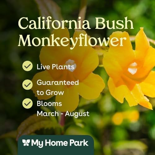 California Bush Monkeyflower 32 Live Plants (Diplacus aurantiacus) – California Native Wildflower Shrub for Outdoor Gardens, Drought Tolerant Pollinator Friendly Landscaping - Image 3