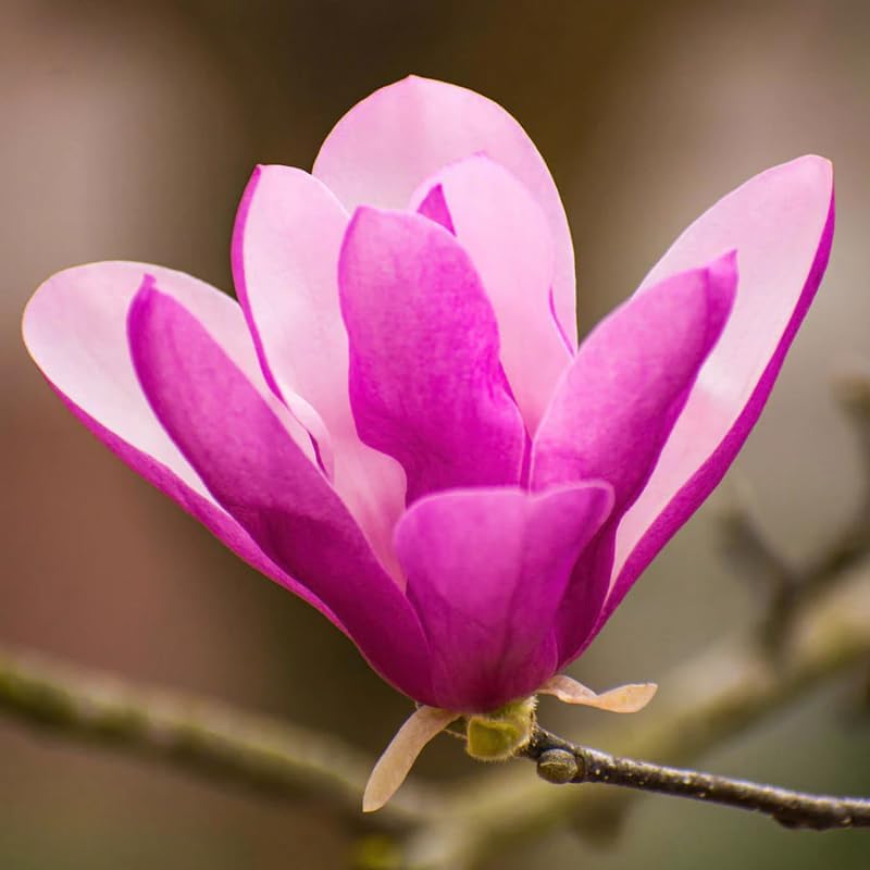 2 Saucer Magnolia Flower Trees Live Plants, Fragrant Bloom Tree - Image 5