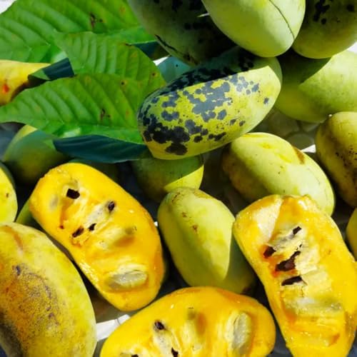 2 Pawpaw Live Fruit Trees, Cold Hardy, 6–12" Tall, Potted - Image 4