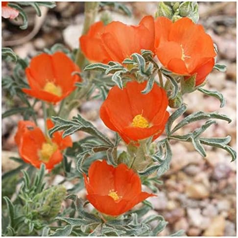 50 Scarlet Globe Mallow Native Wildflower Seeds - Gold Vault Seed Packet - Image 3