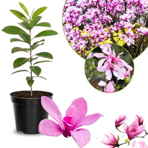 Ann Magnolia Flower Tree Live Plant, Fragrant Bloom Tree, 6-12 Inch Tall by UIOTER