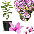 Ann Magnolia Flower Tree Live Plant, Fragrant Bloom Tree, 6-12 Inch Tall by UIOTER