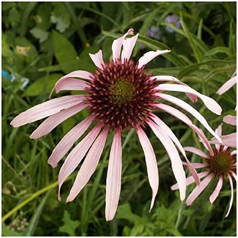 Everwilde Farms - 300 Pale Purple Coneflower Native Wildflower Seeds - Gold Vault Jumbo Seed Packet - Image 3