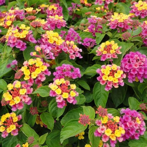300+ Lantana Flower Seeds – Colorful Perennial Mix, Attracts Butterflies & Hummingbirds, Drought & Heat Tolerant, Long-Blooming Garden Flowers for Outdoor Planting - Image 4