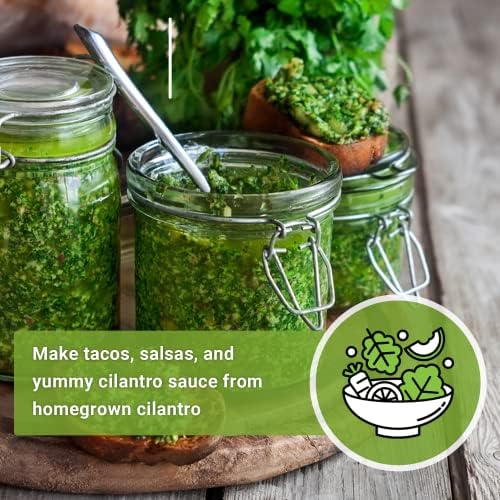 Sow Right Seeds - Cilantro Seed for Planting Outdoors Coriander Herbs - Image 3