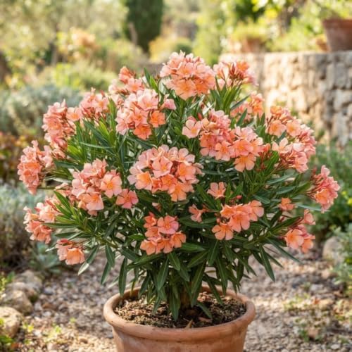2 Dwarf Salmon Oleander Live Plants, 4–7 Inches Tall, Flowering Shrubs - Image 6