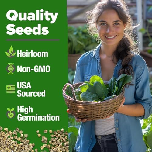 HOME GROWN Bloomsdale Spinach Seeds, 353+ Seeds, Spinacia oleracea - Image 3