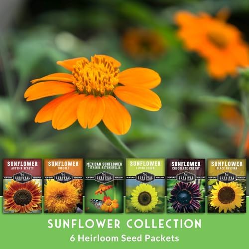 Sunflower Seeds Collection 6 Variety Pack for Planting - Image 3