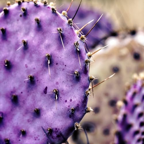 8 Months Old Purple Prickly Pear Cactus Plants Live Potted, 4-6 Inch Tall - Image 6