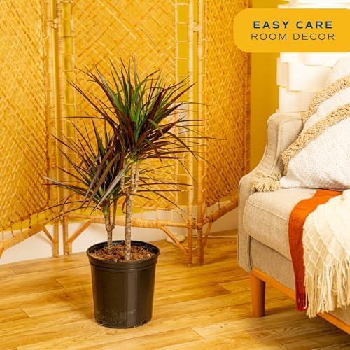 Costa Farms Dracaena Marginata Magenta Madagascar Dragon Tree Live Indoor Plant, 3 to 4-Feet Tall, Potted in Grower's Pot - Image 5