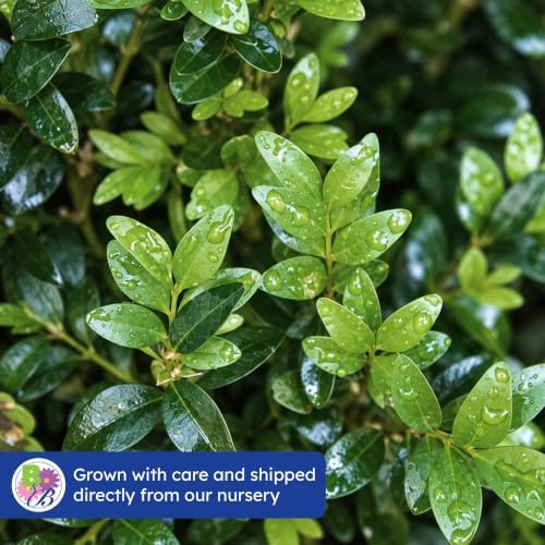 Wintergreen Boxwood, Live Evergreen Shrub, 3 Gallon - Image 7