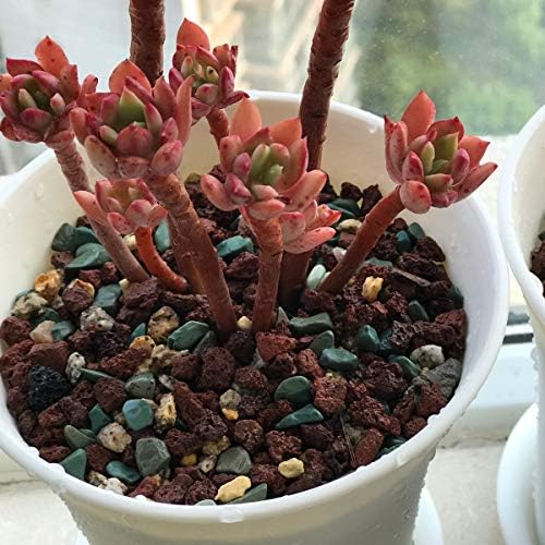 Mix Horticultural Lava Pebbles Pumice Potting Soil Amendment Succulent Cactus Bonsai Gritty Rock Decorative Gravel Plant Drainage Volcanic Rock for Terrarium Fairy Gardening Top Dressing 2.2lb - Image 5