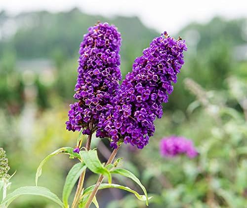 Perfect Plants Black Knight Butterfly Bush, 3 Gallon, Live Plant - Image 4