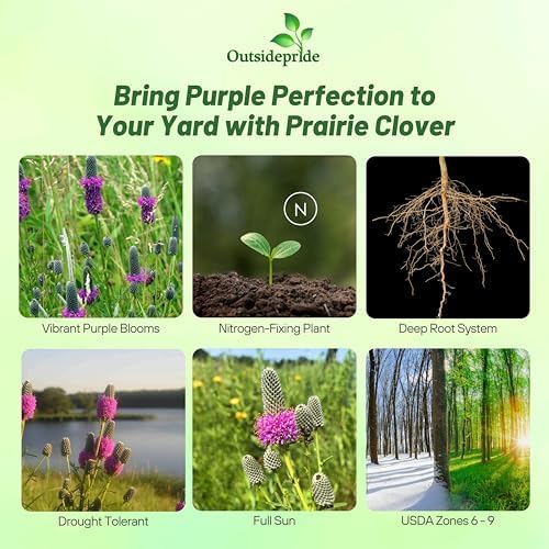Outsidepride Purple Prairie Clover Seeds - 1/4 lb. Perennial Seeds for Planting, Easy to Grow, Drought & Heat Tolerant, High Protein Forage for Livestock, Ideal for Meadow Gardens, & Xeriscaping - Image 3