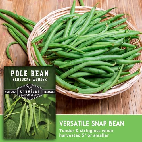Kentucky Wonder Pole Bean Seeds for Planting (2 Pack) - Image 4