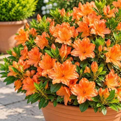 Orange Azalea Live Plant in 4 Inch Pot, Flower Azalea Starter Plant - Image 6