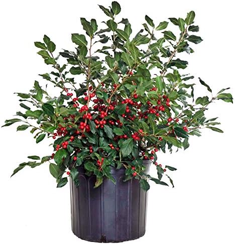 Ilex verticillata 'Red Sprite' (Winterberry) Shrub, XL red fruit, 3 - Size Container by GreenPromiseFarms