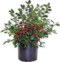 Ilex verticillata 'Red Sprite' (Winterberry) Shrub, XL red fruit, 3 - Size Container by GreenPromiseFarms