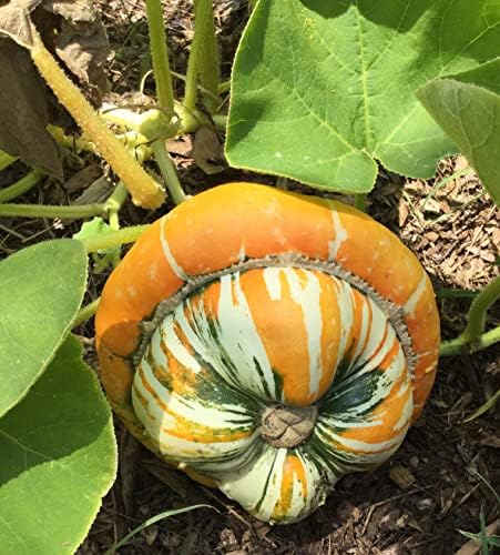 Turk's Turban Pumpkin Seeds - 40+ Count Packet - for 2024 Girauman French Cap Hat Rainbow Winter Squash Gourd Fall Vegetable Seed - Image 3