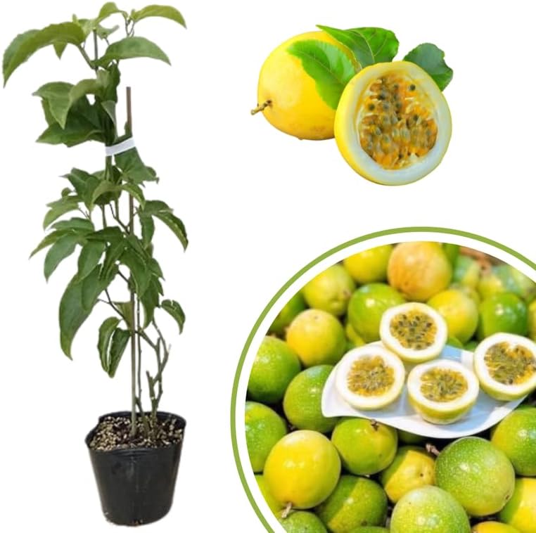 2 Mix Passionfruit Vine Live Plants, Fully Rooted Passionfruit, 5-10" Tall - Image 3
