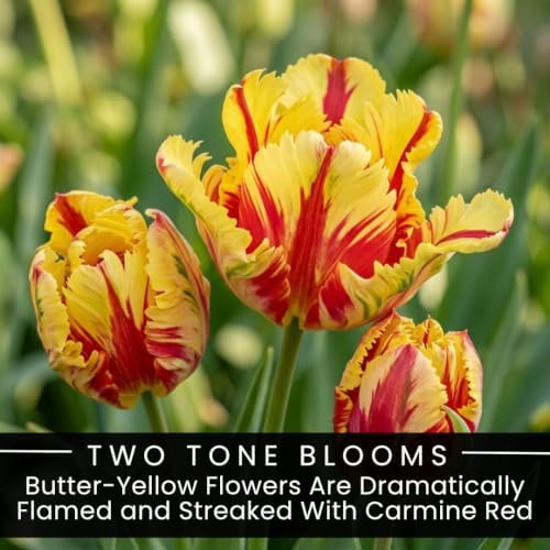 25 Texas Flame Parrot Tulip Bulbs | Red Yellow Spring Flowers for Gardens - Image 2